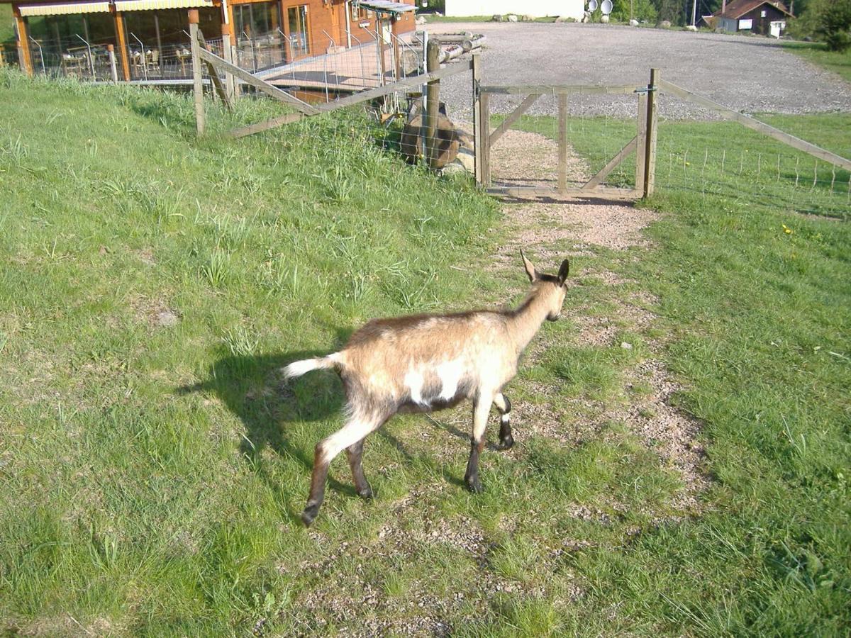 Les Gites De La Bergerie Xonrupt-Longemer Eksteriør billede